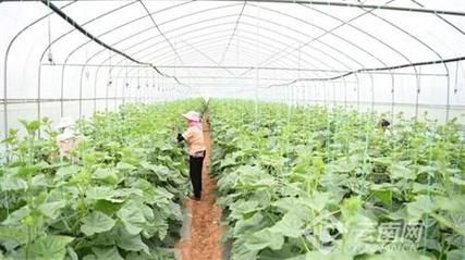 关于云南楚雄彝族自治州武定县新增27例核酸阳性,涉及甘肃白银景泰县的信息