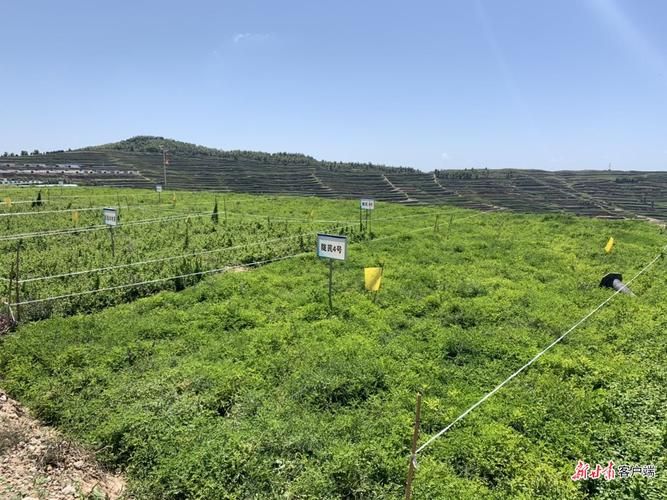 陇西县足不出户标准最新公布/陇西县2020