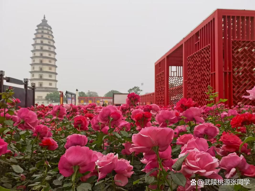 河北保定定州什么时候可以静默/定州市什么时候能解除封城