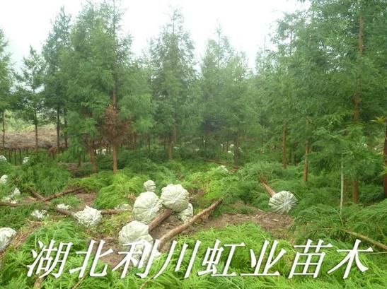 湖北恩施土家族苗族自治州利川最新通告:所有人员足不出户/湖北恩施利川地理位置