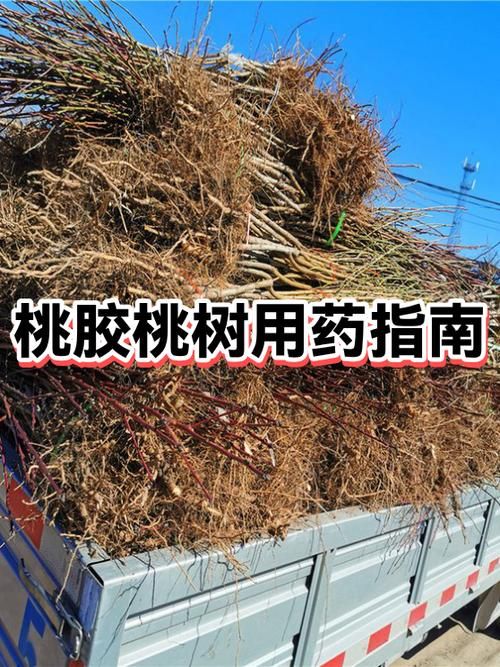 31省新增阳性感染者8例四川成都崇州17例:一亩桃树能产多少桃胶