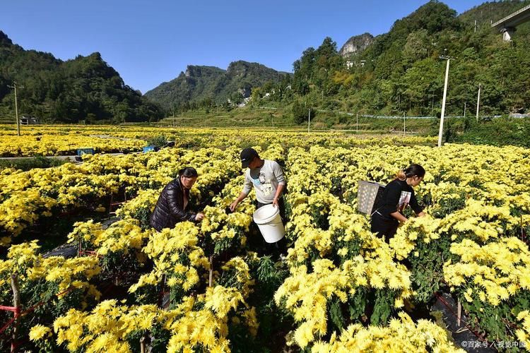 贵州黔南布依族苗族自治州瓮安县疫情最新实数据(贵州省黔南州瓮安县)