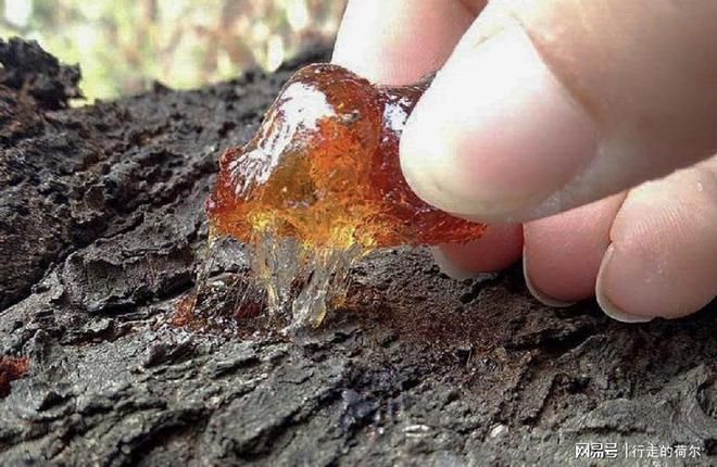 解读疫情最新消息紫云苗族布依族自治县/一亩桃树能产多少桃胶