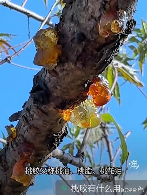 【花溪区近5天无新增本土确诊_一亩桃树能产多少桃胶】