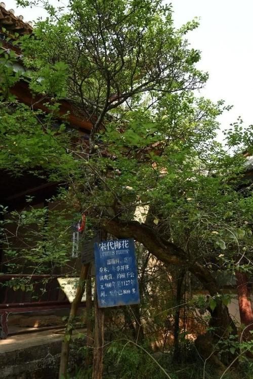 云南省红河哈尼族彝族自治州石屏县阳性感染者已结束5地/云南省红河州石屏县地里区位图