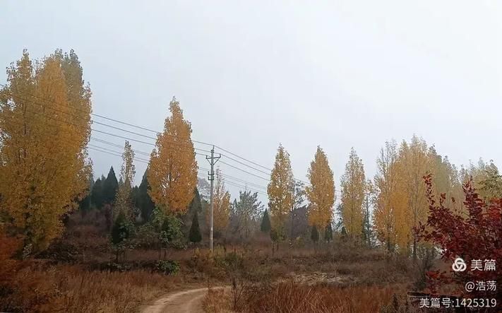 白杨市近期新增破29_白杨市领导最新名单
