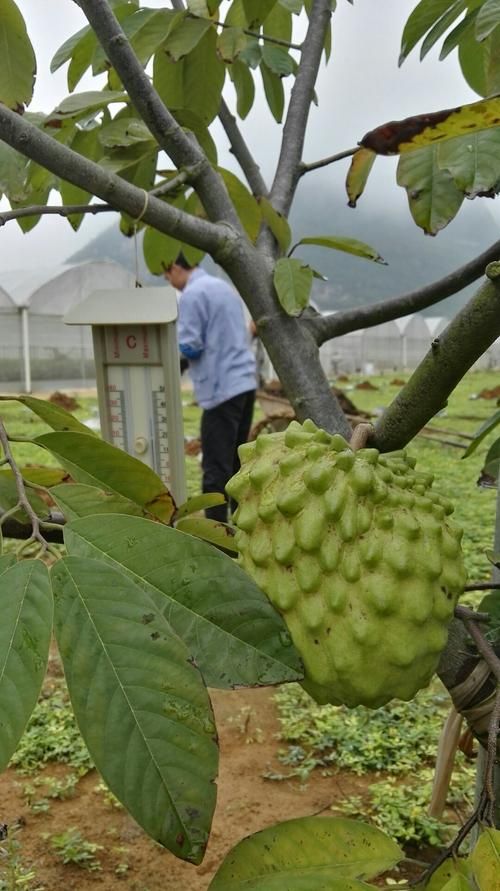 最新疫情临床广西壮族自治区崇左大新县/广西崇左大新县政府官网